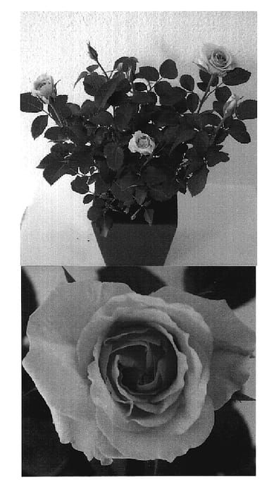 Figure 1 of US plant patent PP18898, the photograph of Evera 122 printed in the patent.