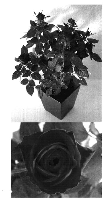 Figure 1 of US plant patent PP18899, the photograph of Evera 152 printed in the patent.