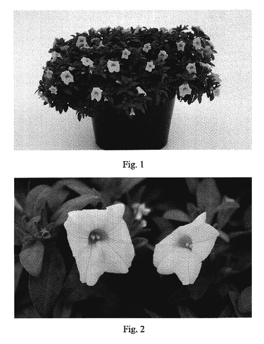 Figure 1 of US plant patent PP18900, the photograph of Kakegawa S86 printed in the patent.