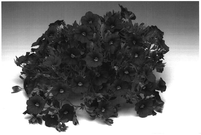 Figure 1 of US plant patent PP18901, the photograph of Caltrarose printed in the patent.
