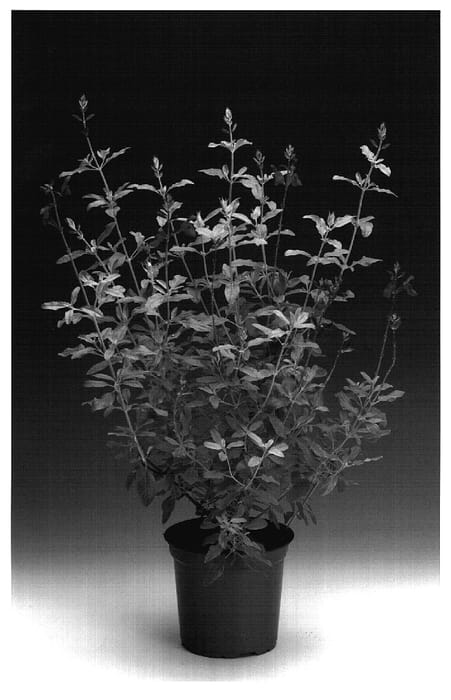 Figure 1 of US plant patent PP18902, the photograph of Sunsarurein printed in the patent.