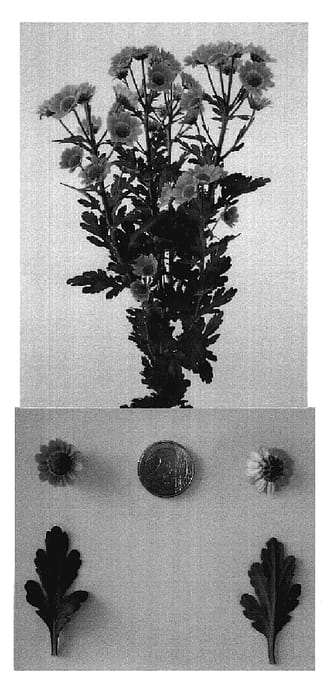 Figure 1 of US plant patent PP18903, the photograph of Dektanga Pink printed in the patent.