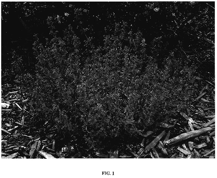 Figure 1 of US plant patent PP18904, the photograph of Psfike printed in the patent.