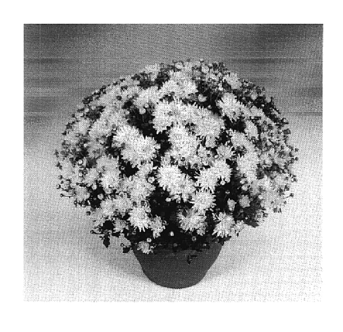 Figure 1 of US plant patent PP18905, the photograph of Mermaid Yellow Improved printed in the patent.
