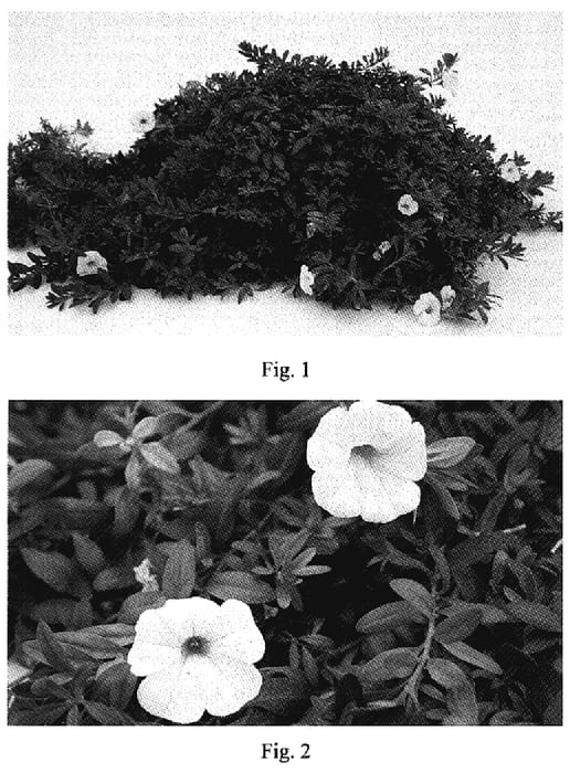 Figure 1 of US plant patent PP18906, the photograph of Kakegawa S85 printed in the patent.