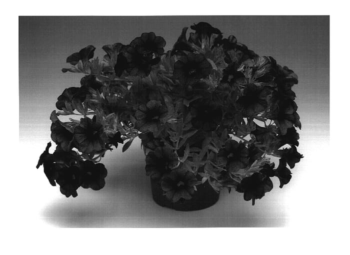 Figure 1 of US plant patent PP18907, the photograph of Calupdapuvi printed in the patent.