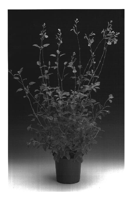 Figure 1 of US plant patent PP18908, the photograph of Sunsarusamo printed in the patent.