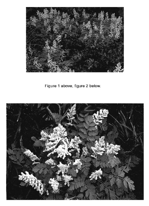 Figure 1 of US plant patent PP18909, the photograph of Canary Feathers printed in the patent.