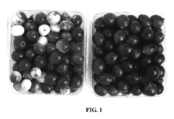 Figure 1 of US plant patent PP18911, the photograph of NJS98-35 printed in the patent.