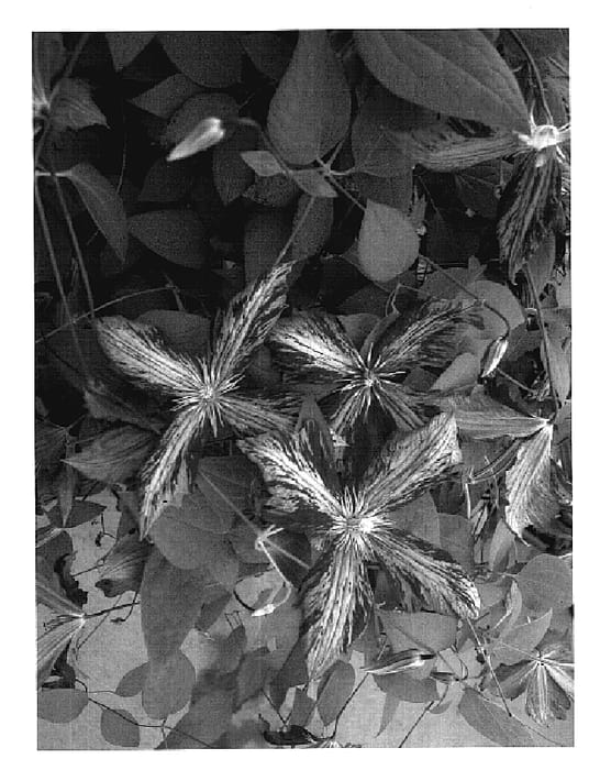 Figure 1 of US plant patent PP18913, the photograph of Tie Dye printed in the patent.