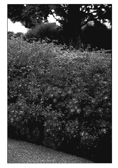 Figure 1 of US plant patent PP18914, the photograph of Bokrarunner printed in the patent.