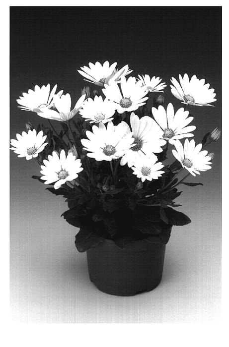 Figure 1 of US plant patent PP18915, the photograph of Osjamvan printed in the patent.