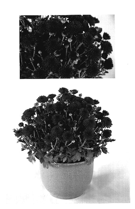 Figure 1 of US plant patent PP18916, the photograph of Yoashley printed in the patent.