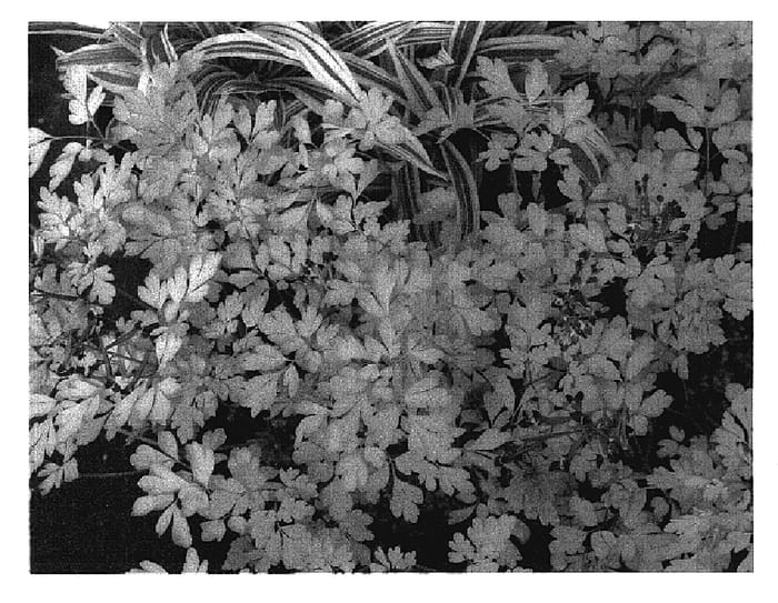 Figure 1 of US plant patent PP18917, the photograph of Berry Exciting printed in the patent.