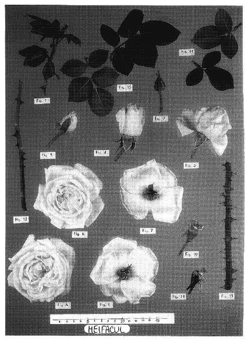 Figure 1 of US plant patent PP18918, the photograph of Meifacul printed in the patent.