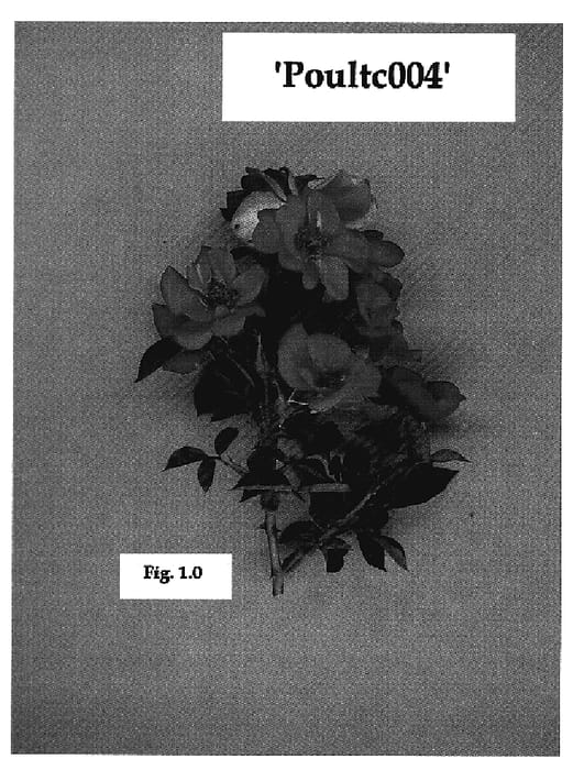 Figure 1 of US plant patent PP18919, the photograph of Poultc004 printed in the patent.