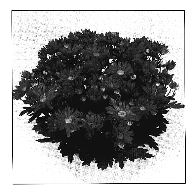 Figure 1 of US plant patent PP18920, the photograph of OMEGA TIME DARK PINK printed in the patent.