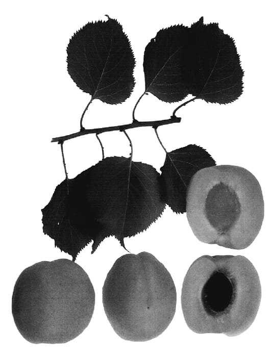 Figure 1 of US plant patent PP18921, the photograph of Late Brittney printed in the patent.
