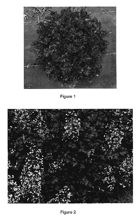 Figure 1 of US plant patent PP18922, the photograph of Café Olé printed in the patent.