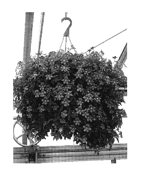 Figure 1 of US plant patent PP18923, the photograph of UNHBR4 printed in the patent.