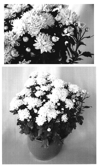 Figure 1 of US plant patent PP18924, the photograph of Yowilma printed in the patent.