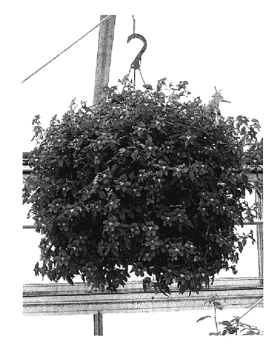 Figure 1 of US plant patent PP18925, the photograph of UNHBR12 printed in the patent.