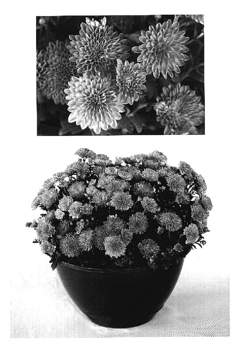 Figure 1 of US plant patent PP18926, the photograph of Yojillian printed in the patent.