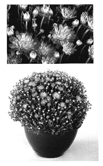 Figure 1 of US plant patent PP18927, the photograph of Yojacqueline printed in the patent.