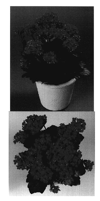 Figure 1 of US plant patent PP18928, the photograph of Sarah printed in the patent.