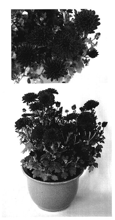 Figure 1 of US plant patent PP18929, the photograph of Sly Yojenna printed in the patent.