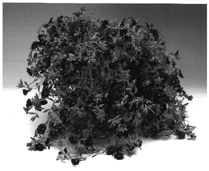 Figure 1 of US plant patent PP18930, the photograph of Caltrablupu printed in the patent.