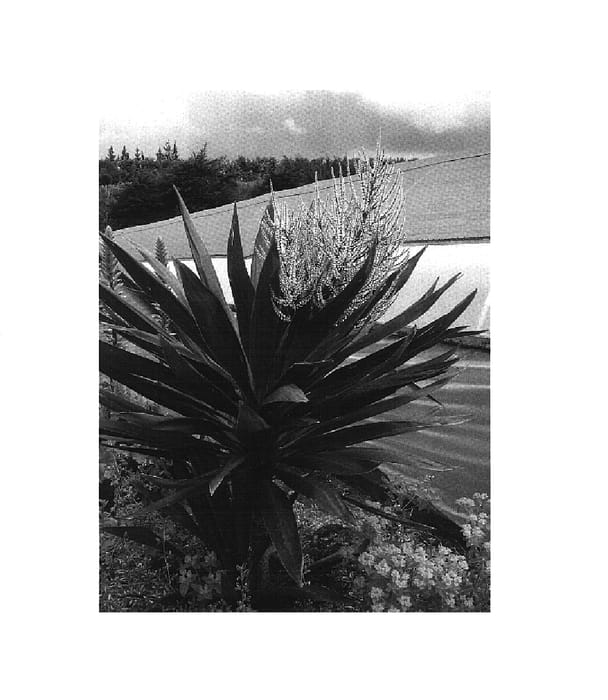 Figure 1 of US plant patent PP18931, the photograph of Falcon printed in the patent.