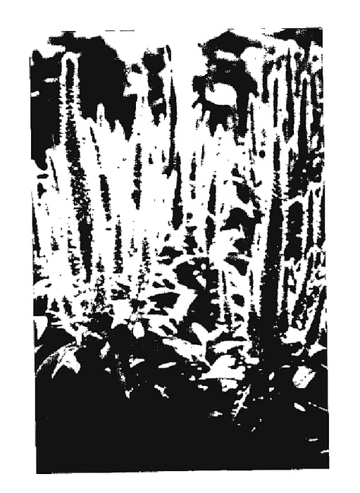Figure 1 of US plant patent PP18932, the photograph of Glory printed in the patent.