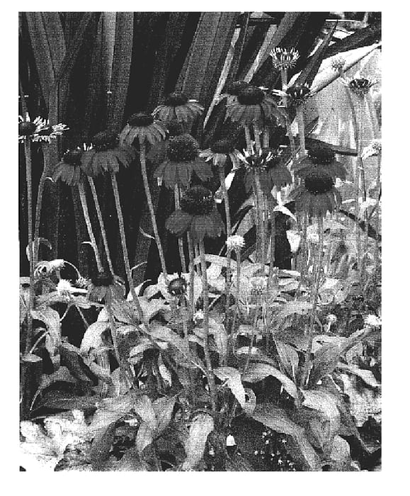 Figure 1 of US plant patent PP18933, the photograph of Raspberry Tart printed in the patent.