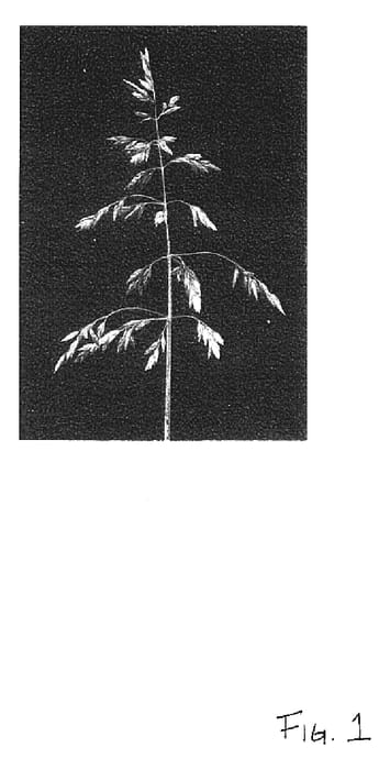 Figure 1 of US plant patent PP18934, the photograph of HB 328 printed in the patent.