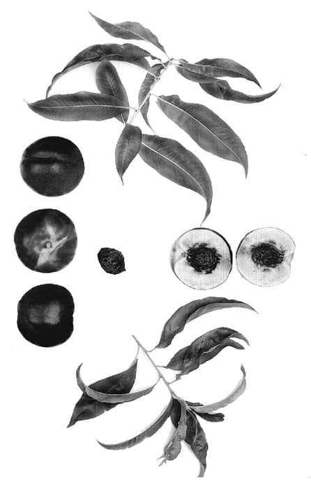 Figure 1 of US plant patent PP18935, the photograph of Summer Lion IV printed in the patent.
