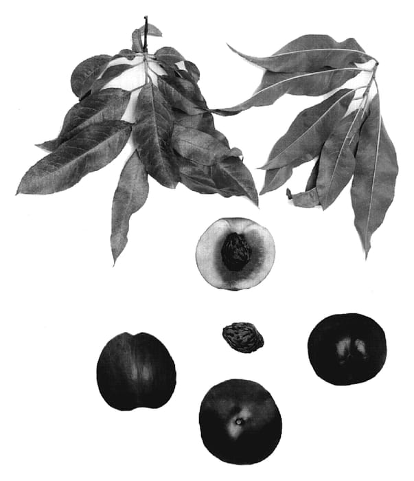 Figure 1 of US plant patent PP18936, the photograph of August Lion III printed in the patent.