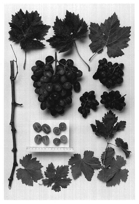 Figure 1 of US plant patent PP18937, the photograph of Sheegene-1 printed in the patent.