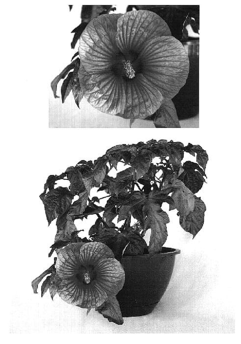 Figure 1 of US plant patent PP18938, the photograph of Brandy Punch printed in the patent.