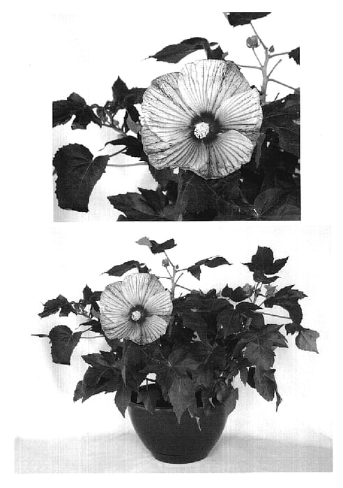 Figure 1 of US plant patent PP18939, the photograph of Peppermint Schnapps printed in the patent.