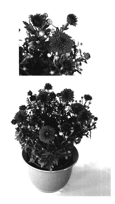 Figure 1 of US plant patent PP18940, the photograph of Jolly Yocheryl printed in the patent.