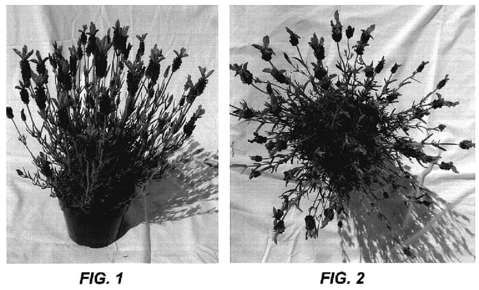 Figure 1 of US plant patent PP18941, the photograph of Dream printed in the patent.
