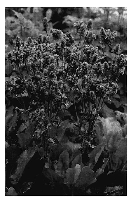 Figure 1 of US plant patent PP18942, the photograph of Paradise Jackpot printed in the patent.