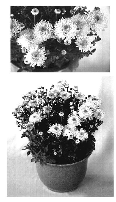 Figure 1 of US plant patent PP18943, the photograph of Cool Yocheryl printed in the patent.