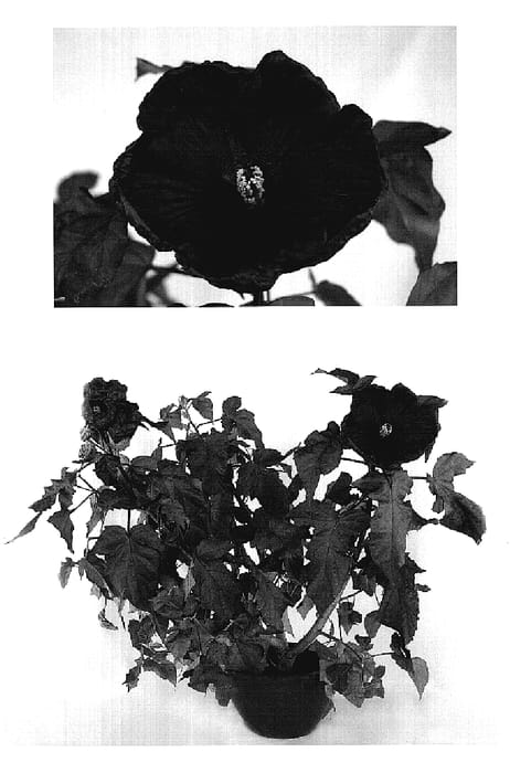 Figure 1 of US plant patent PP18944, the photograph of Cherry Brandy printed in the patent.