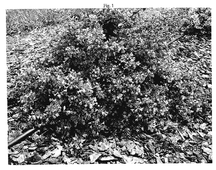 Figure 1 of US plant patent PP18945, the photograph of Lavender Mist printed in the patent.