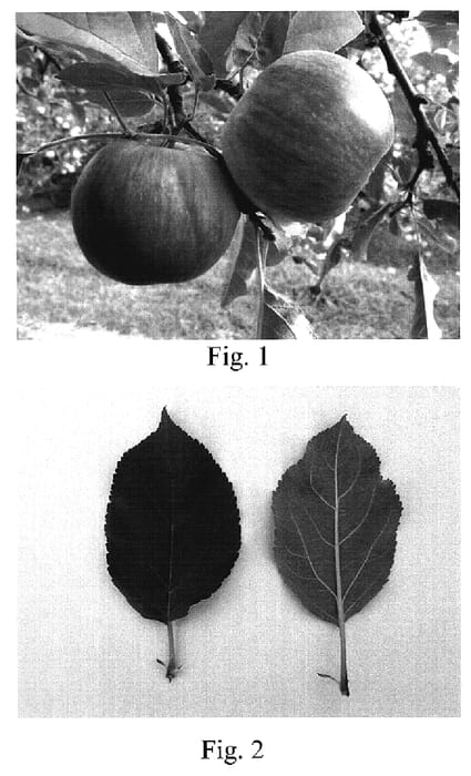 Figure 1 of US plant patent PP18946, the photograph of Emmons printed in the patent.
