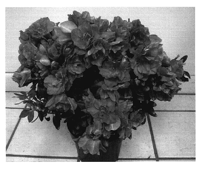 Figure 1 of US plant patent PP18947, the photograph of Provence printed in the patent.