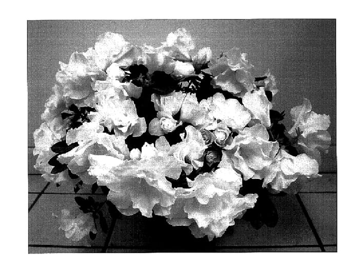 Figure 1 of US plant patent PP18948, the photograph of Tiara printed in the patent.