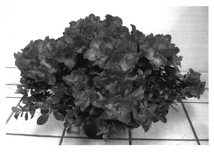 Figure 1 of US plant patent PP18949, the photograph of YBAZ-2028 Cotton Candy printed in the patent.
